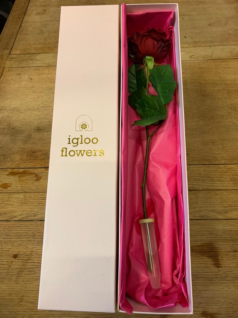 Single red rose in gift box